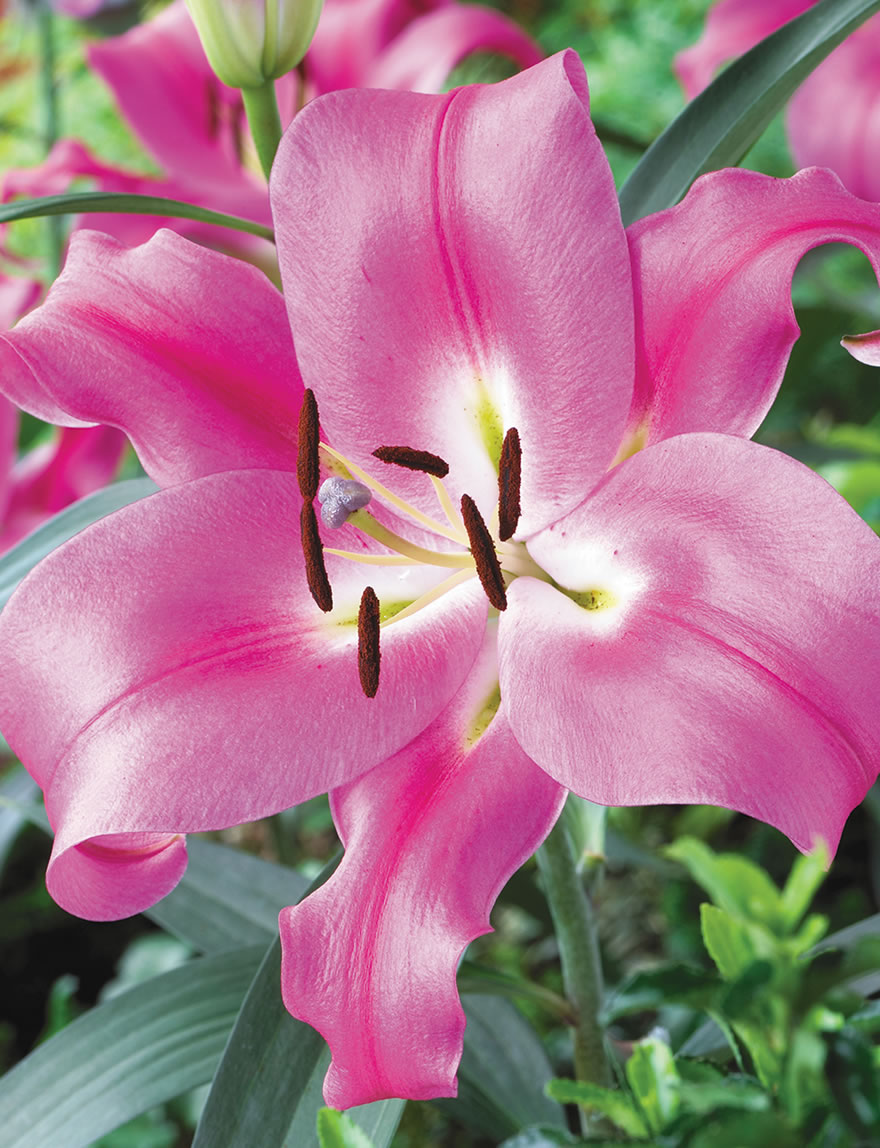 BULK BUY Oriental Lilies Robina