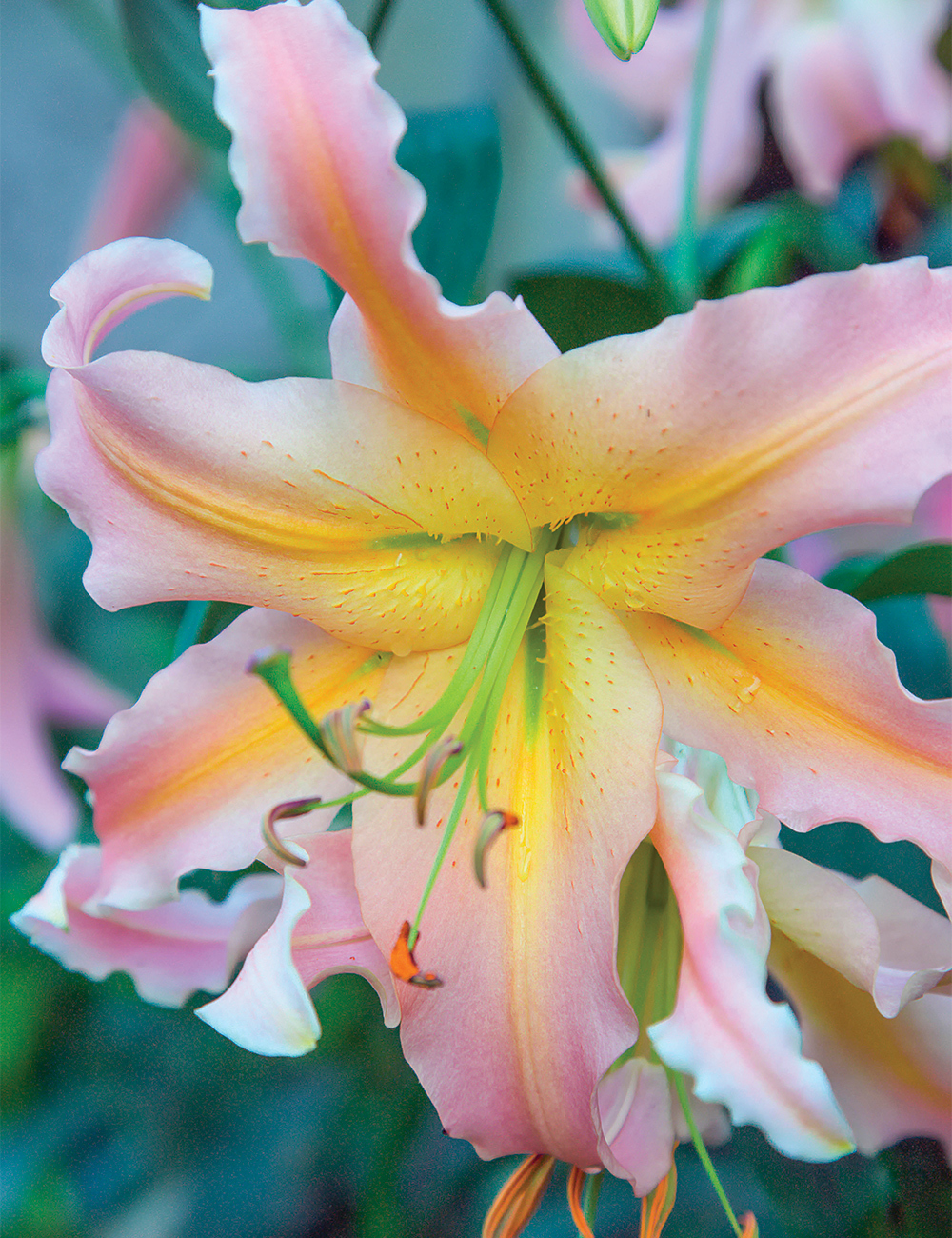 Pixie Oriental Lilium Spring Romance