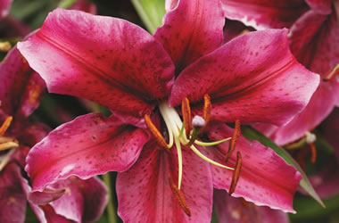 (29B) Oriental Matisse Lilies 'Rodina'