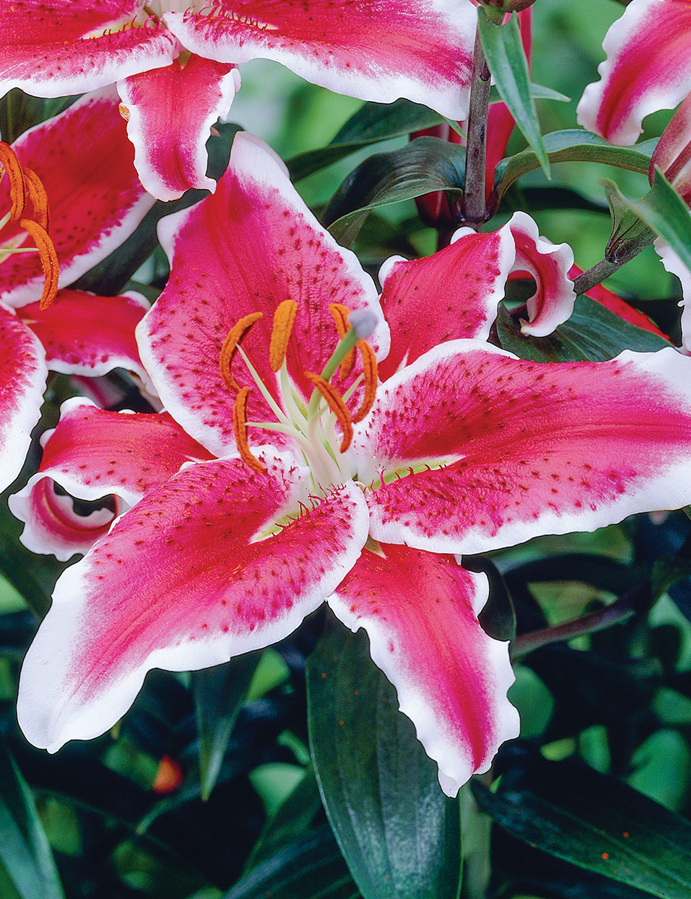 Pixie Oriental Lilium Star Romance