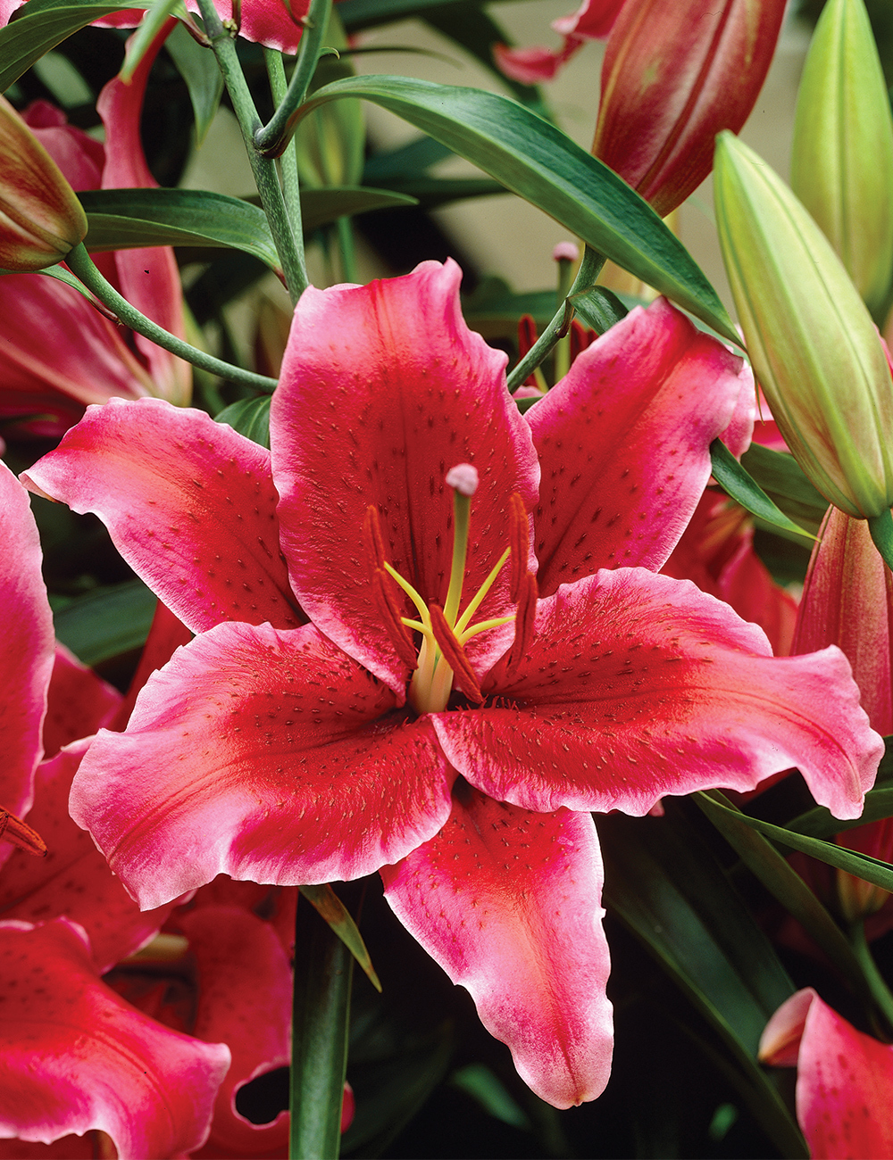 Oriental Lilies Rio Negro