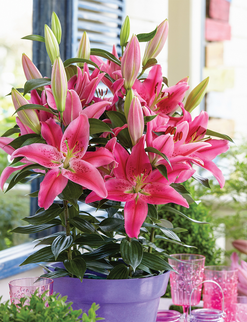 Pixie Oriental Lilium 'Rich Romance'