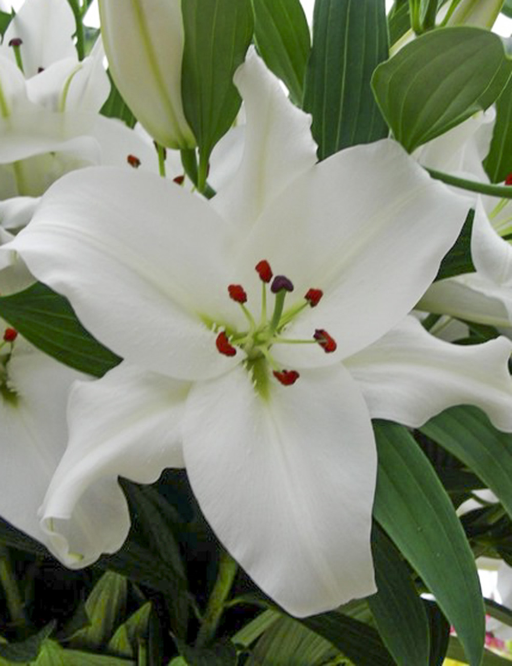 Oriental Lilies Rialto