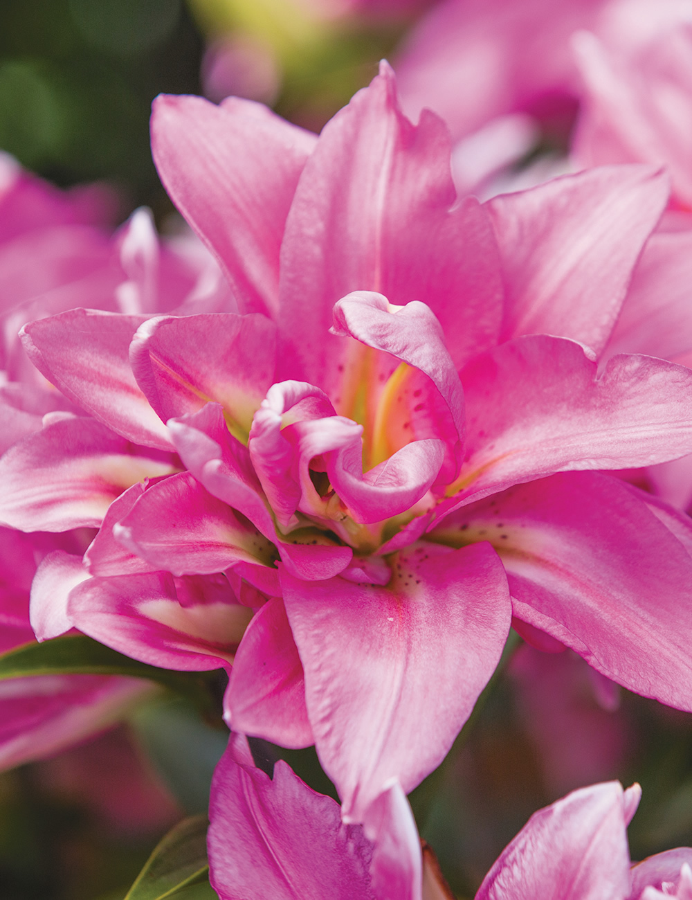 Double Oriental Lilies Double Surprise