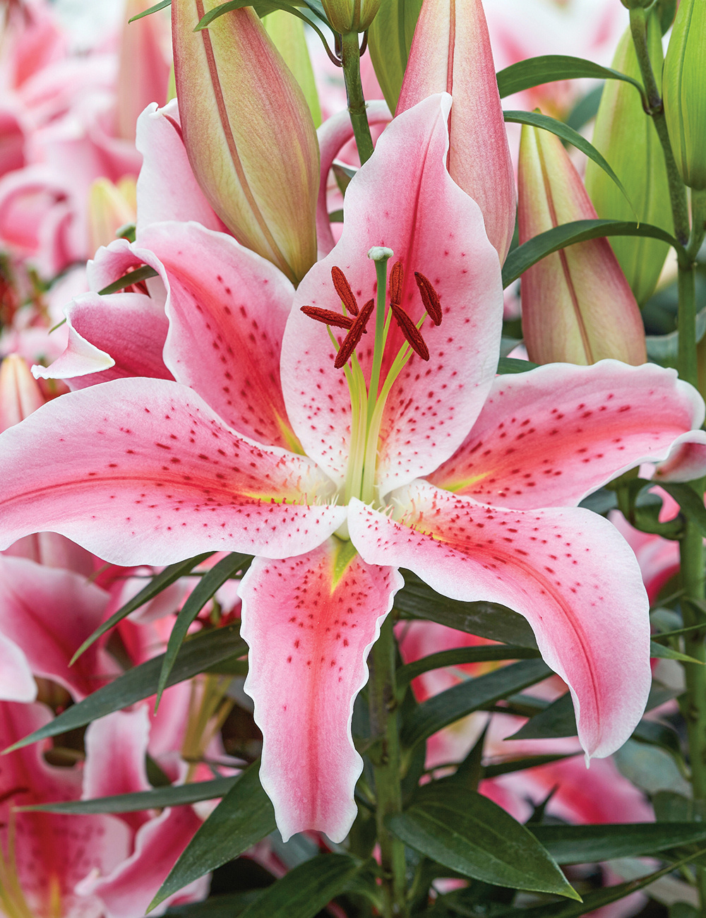 Pixie Oriental Lilium 'Rapid Romance'