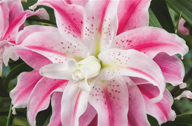 Double Oriental Lilies Sweet Rosy