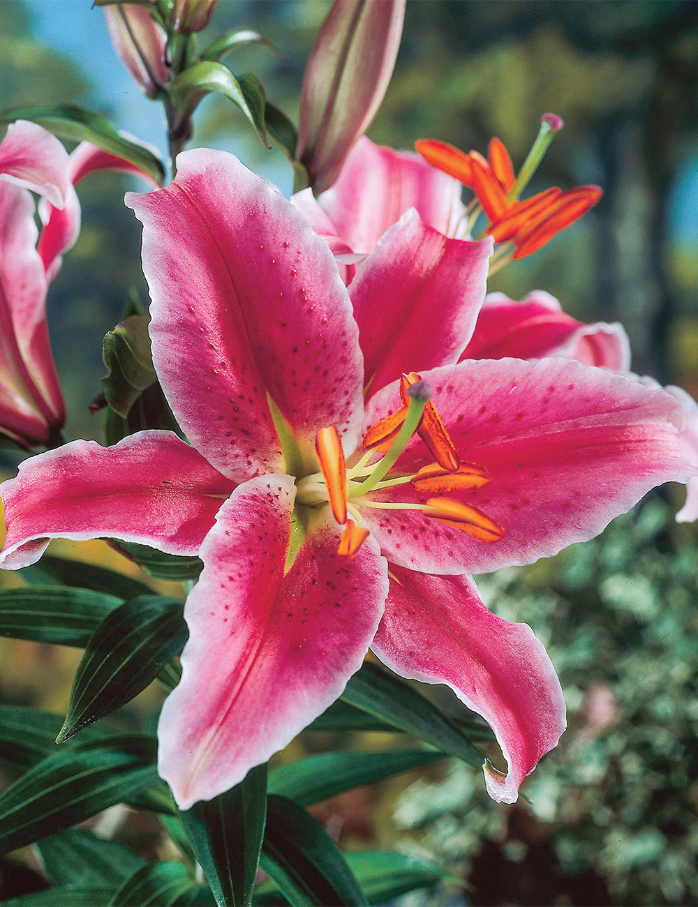 Pixie Oriental Lilium 'Star Romance'