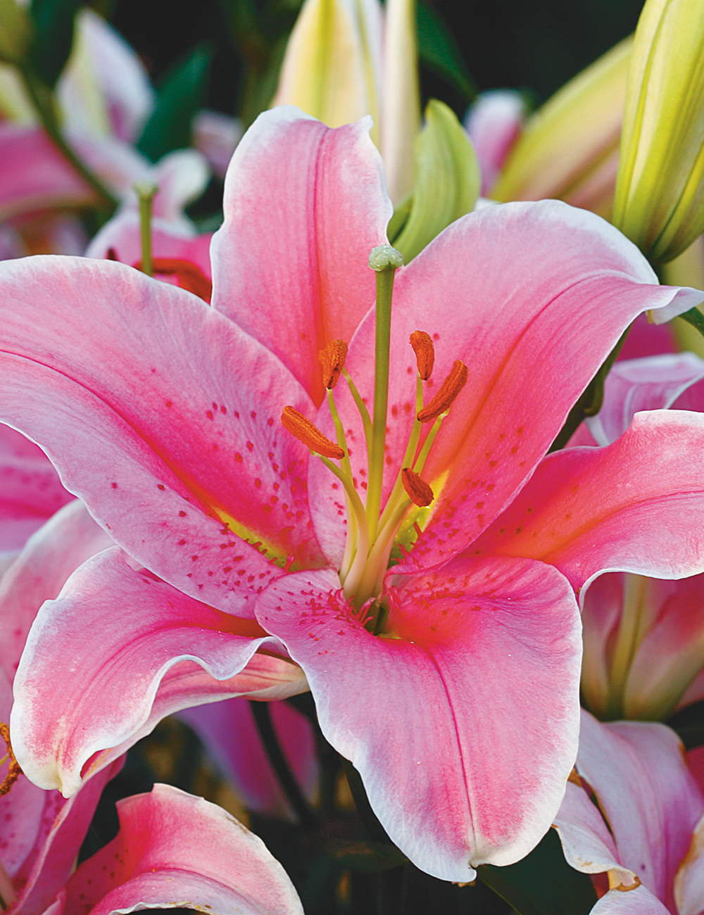 Oriental Lilium 'Sorbonne'