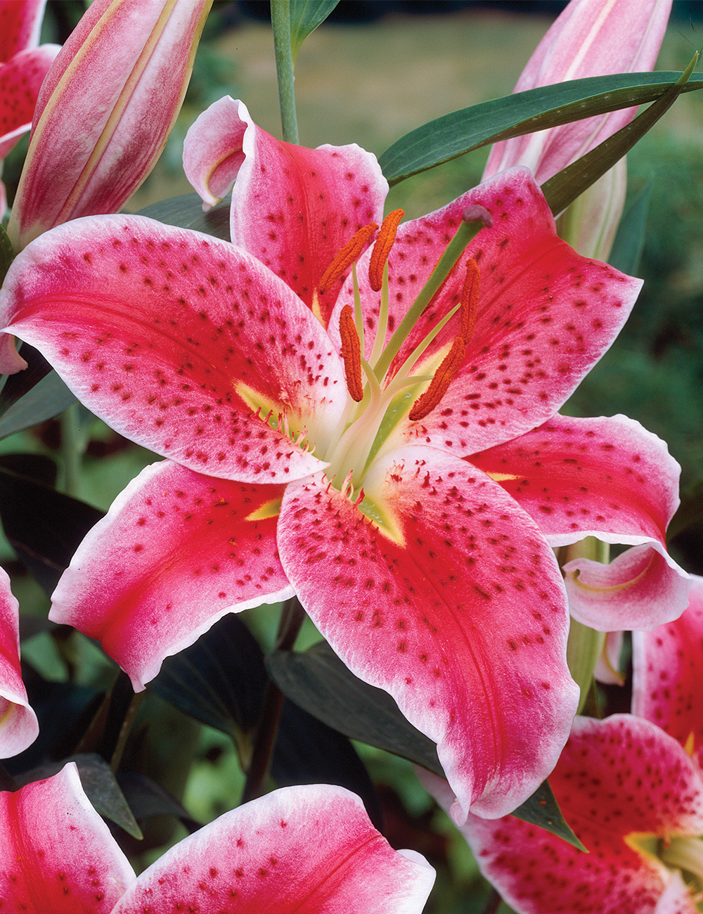 Pixie Oriental Lilium 'Stargazer'