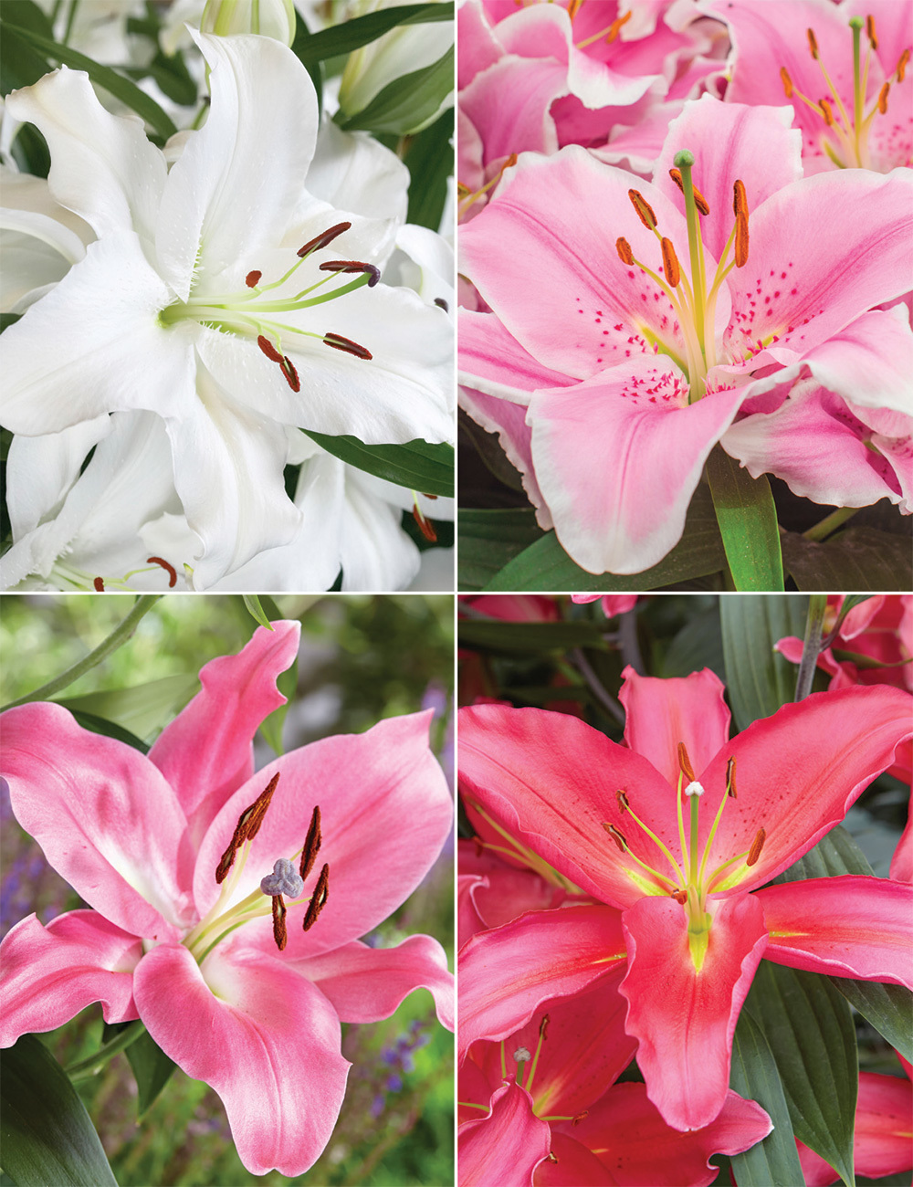 Oriental Lilies Special Offer