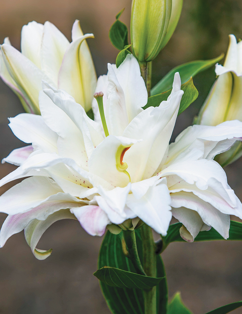 Double Oriental Lilies Snowboard