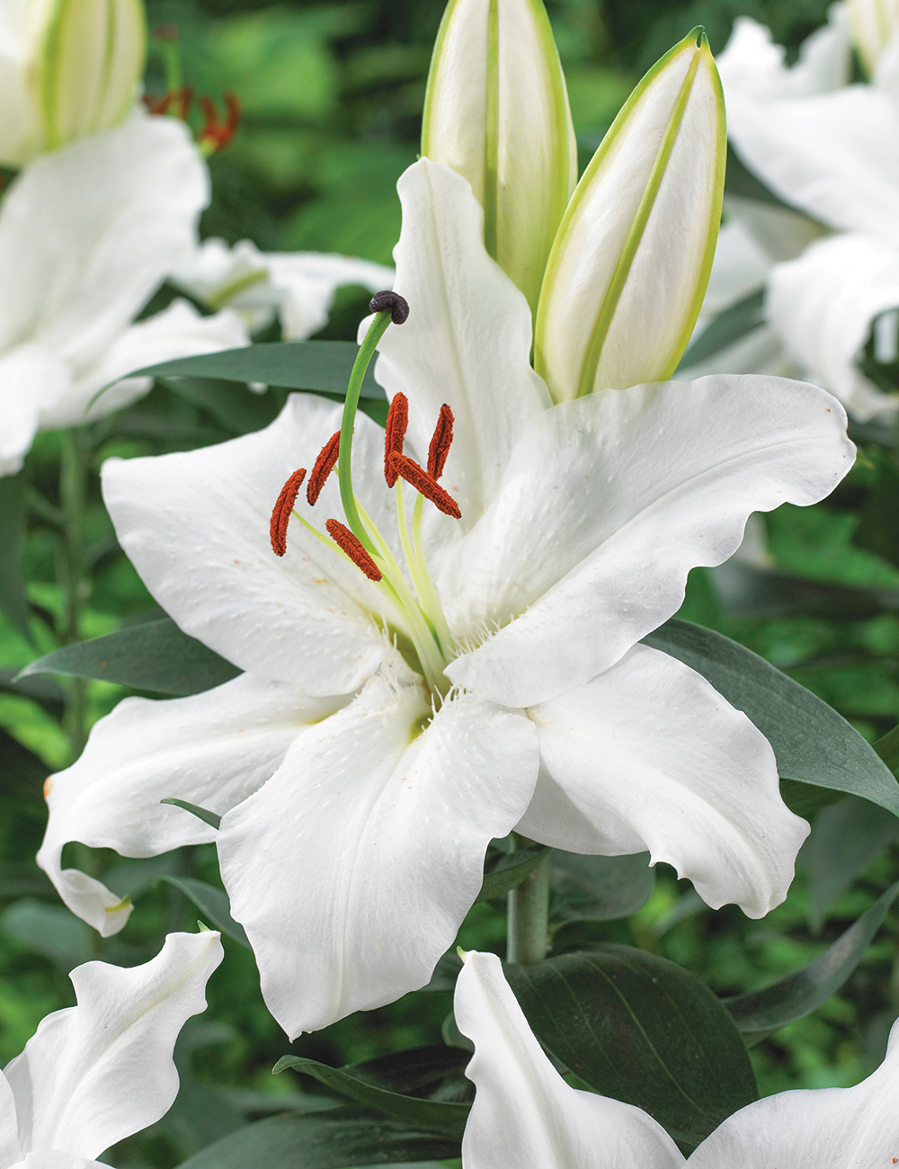 Oriental Lilies Signum