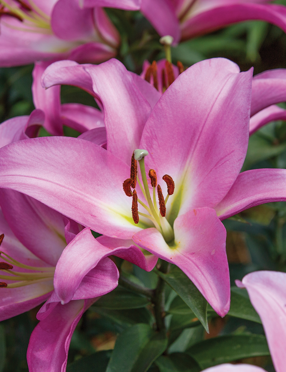 Oriental Lilies Tabledance