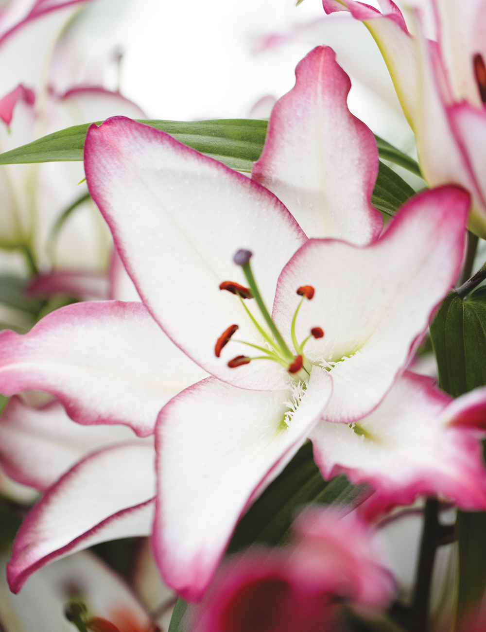 Oriental Lilium 'The Edge'