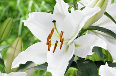 Pot Oriental Lilies True Emotions