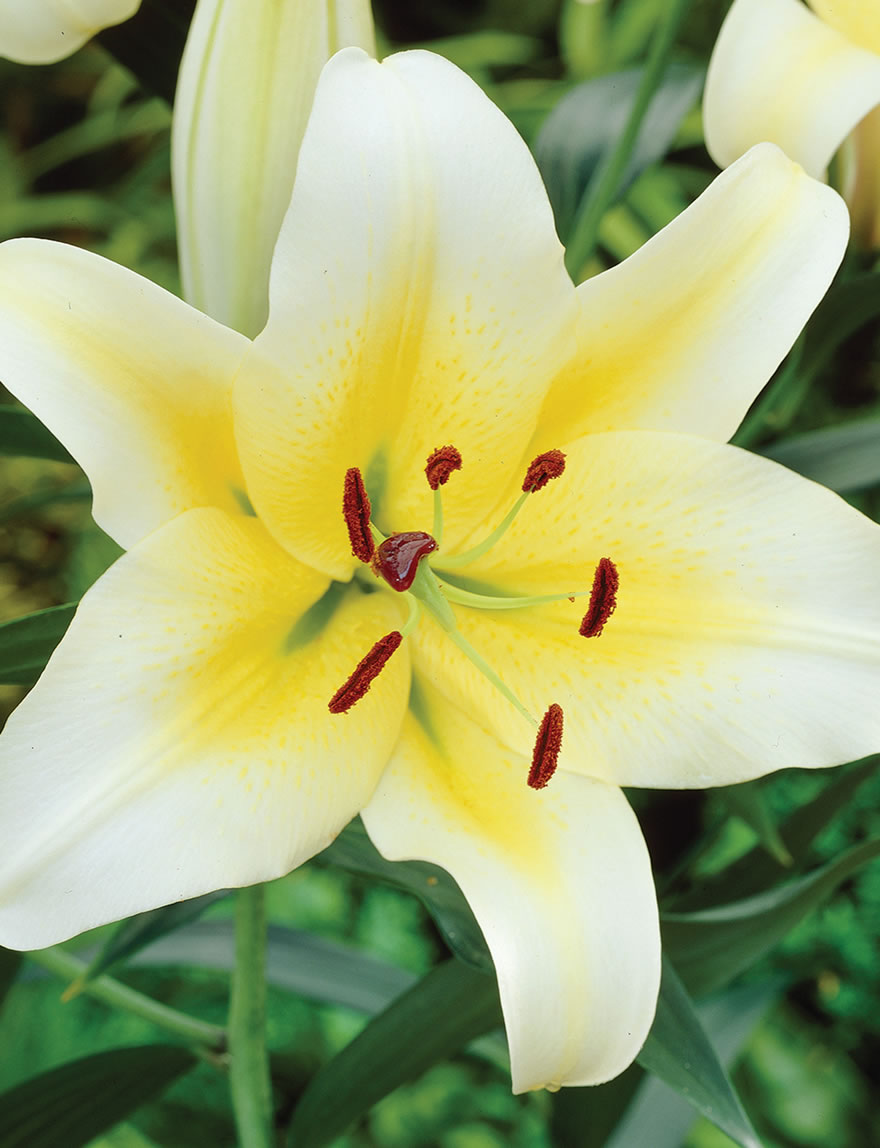 Oriental Lilies Tarragona