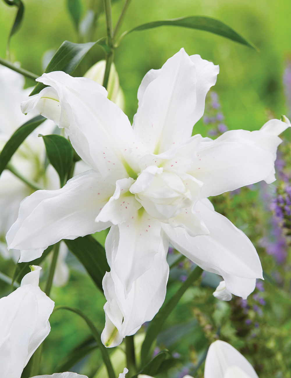 Double Oriental Lilium Lotus Beauty