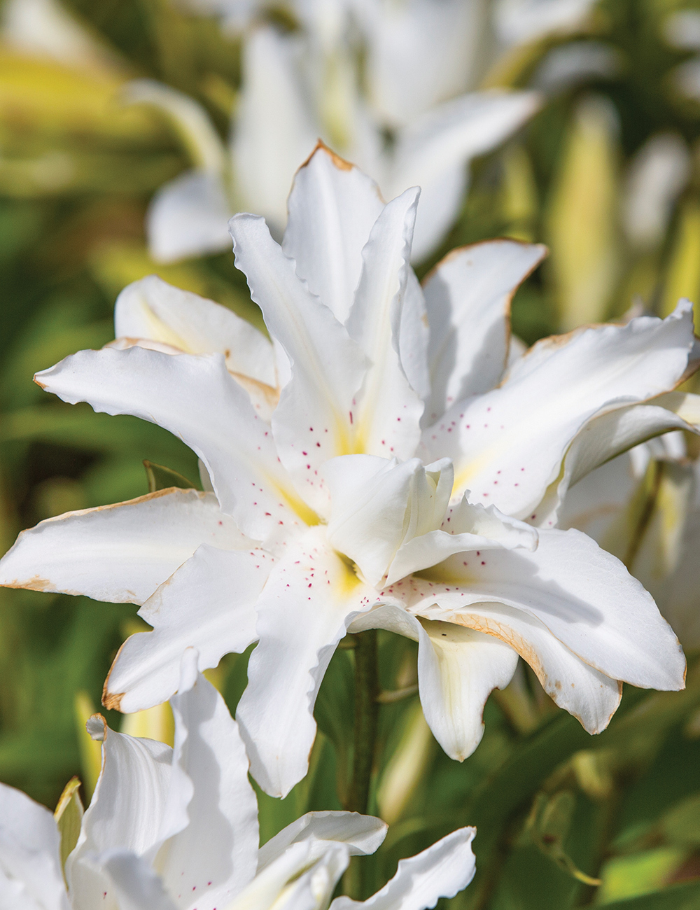 Double Oriental Lilies Twinkling Star