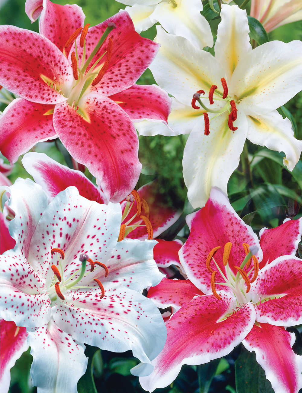 Pixie Oriental Lilies Mixed