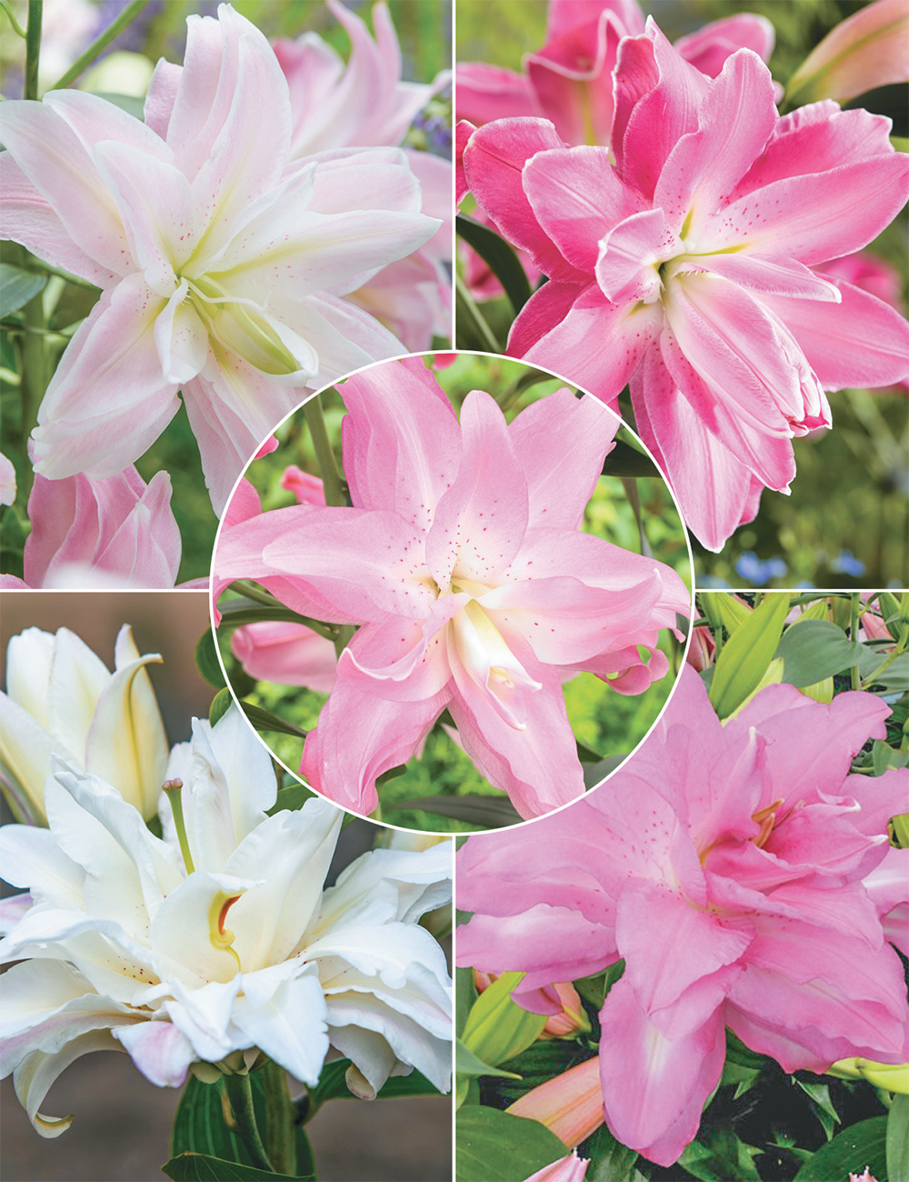 Double Oriental Lilium Collection