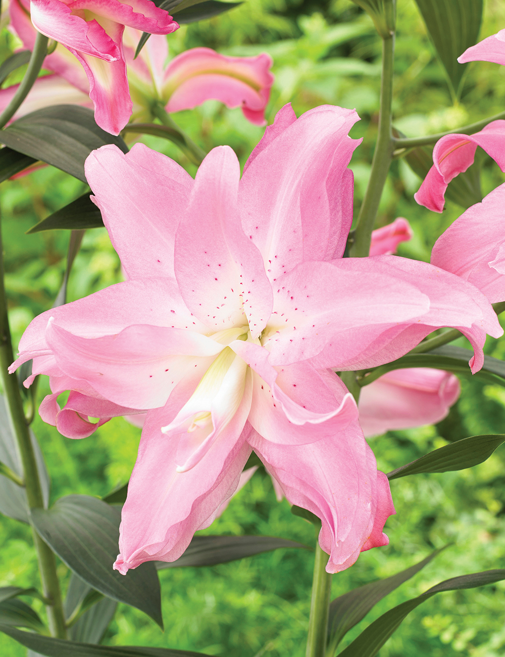 Double Oriental Lilium Lotus Breeze