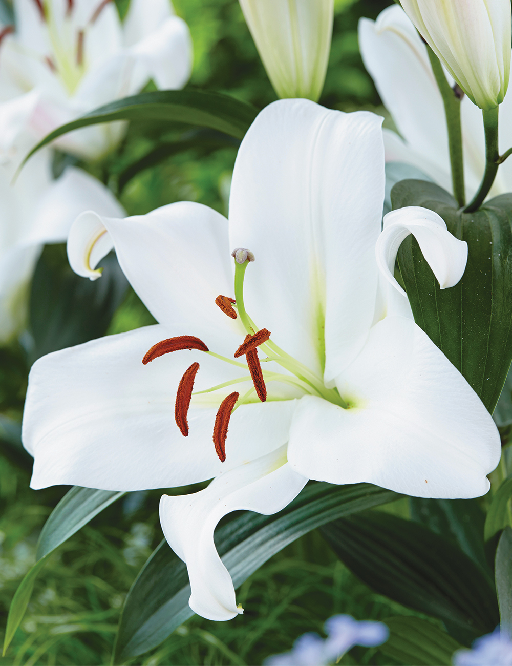 Oriental Lilium 'Zambesi'