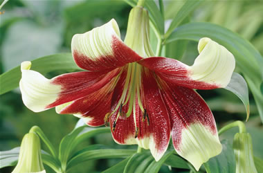 Nepalese Lily Robusta