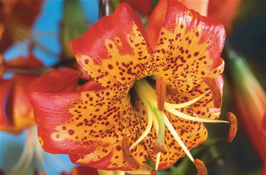 Species Lilies Leopard Lily