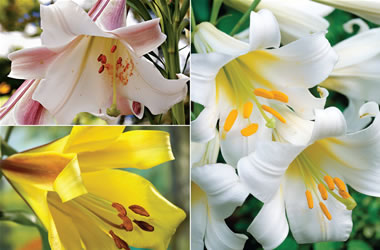 Trumpet Lilies Collection No2