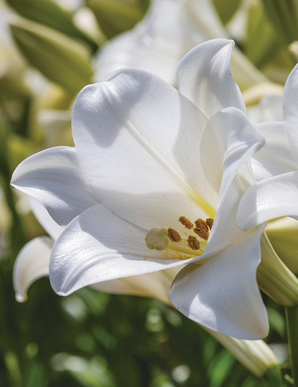 Christmas Lily Beauty Queen