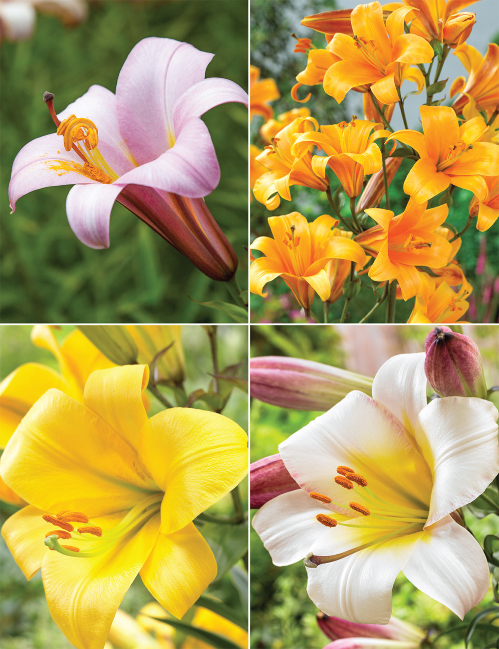 Trumpet Lilies (reduced) Collection