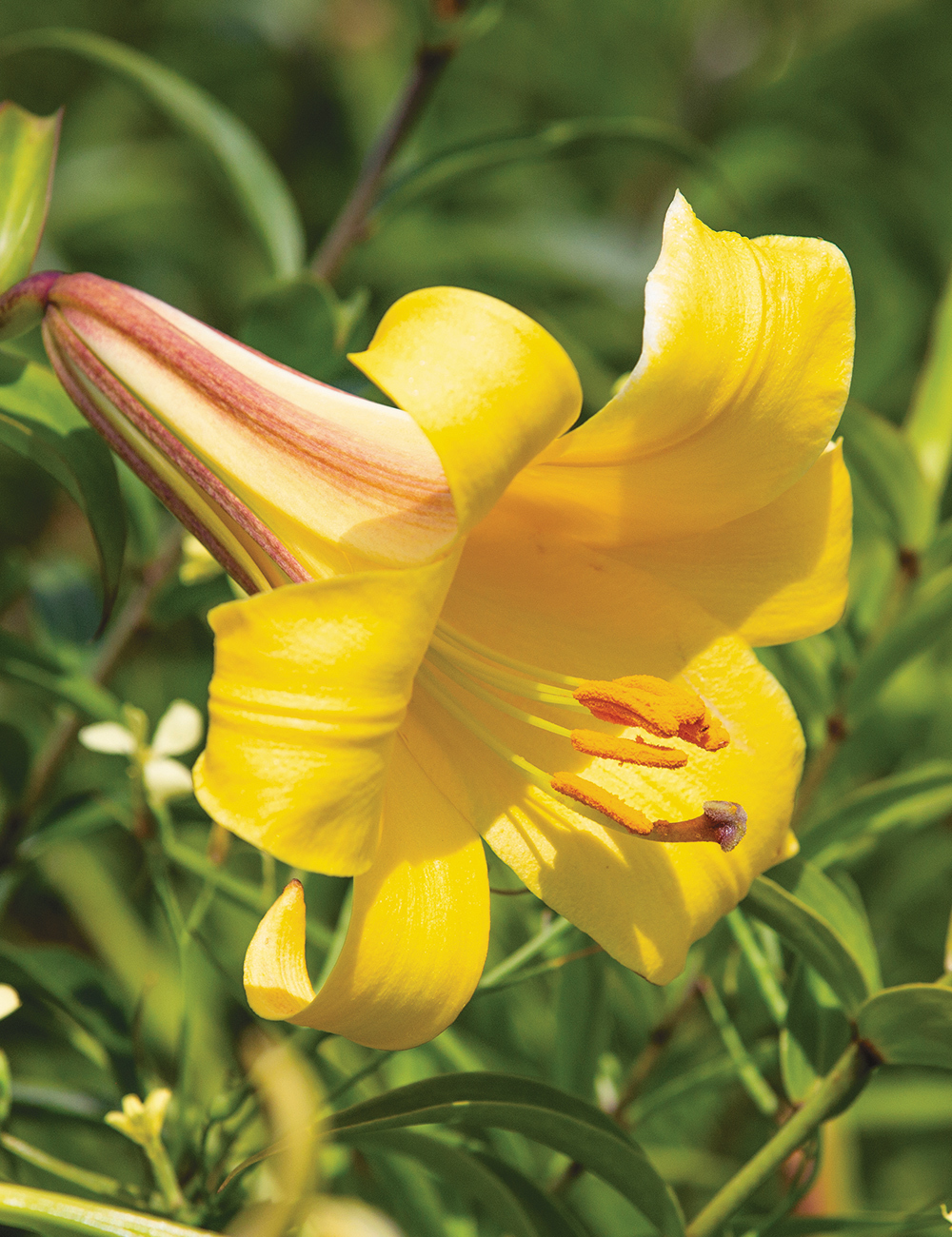 Trumpet Lilies Golden Splendour