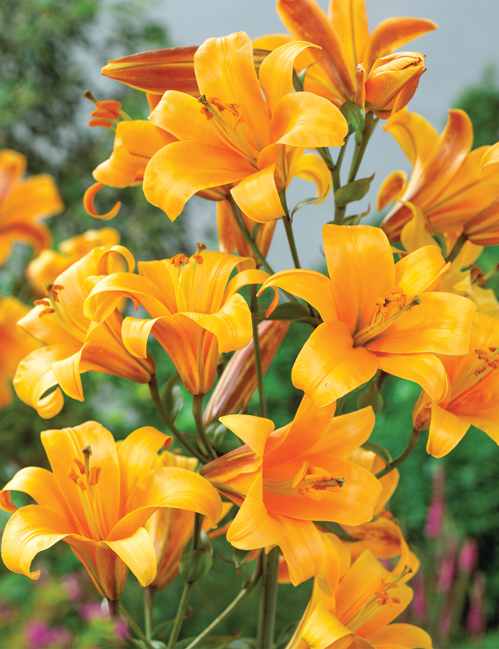 Lilium 'Orange Planet'