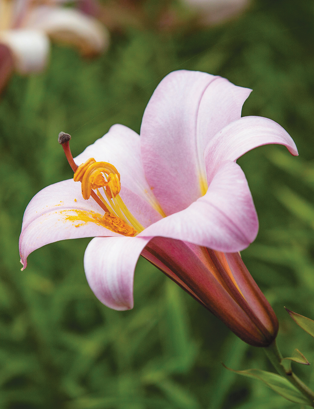 Trumpet Lilies Pink Planet