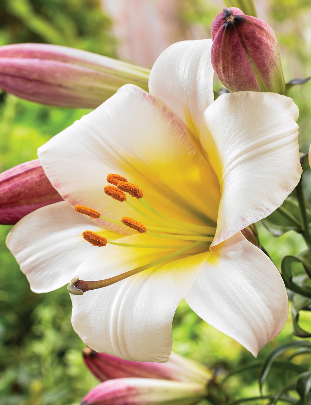 Christmas Lilium 'White Planet'