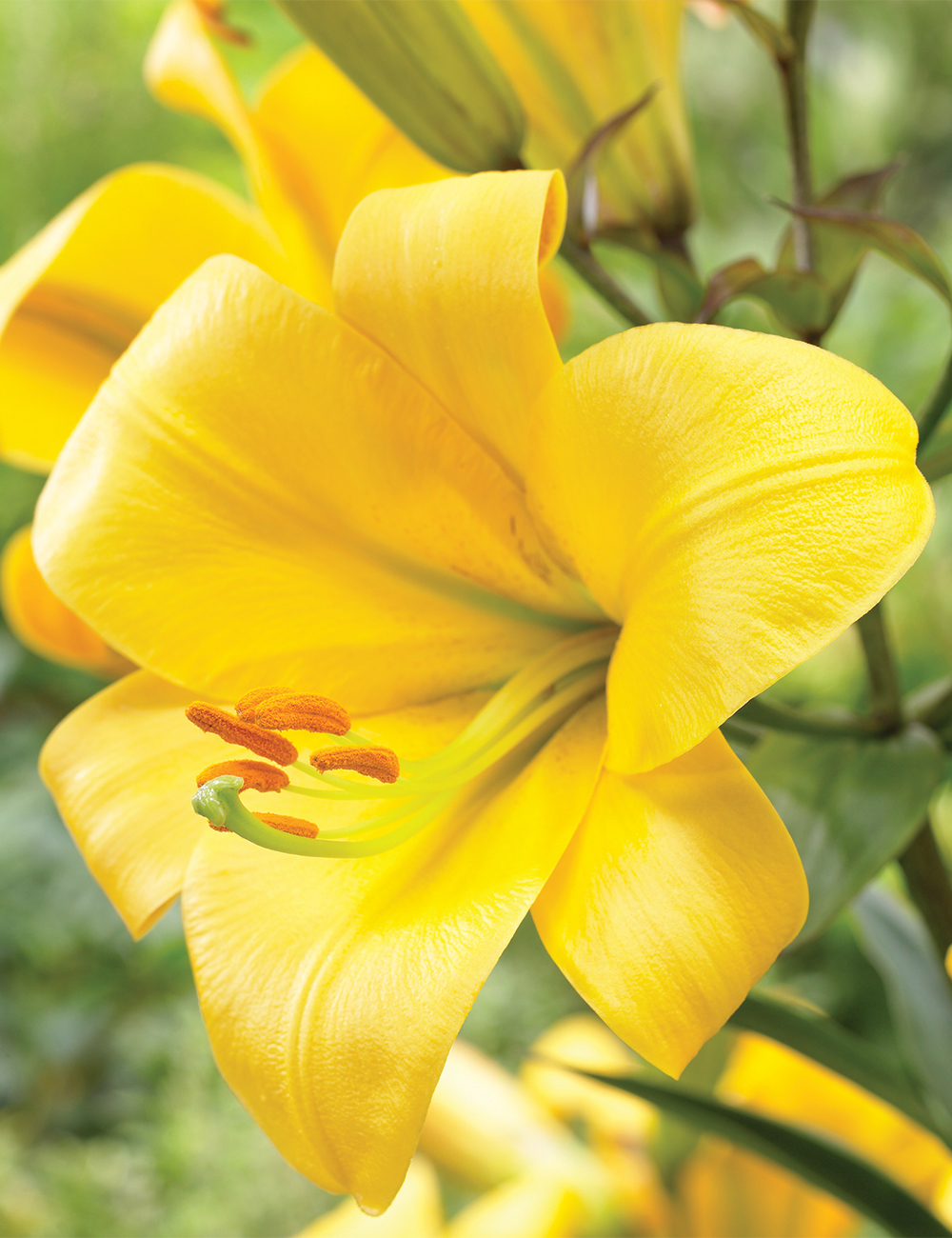 Lilium 'Yellow Planet'