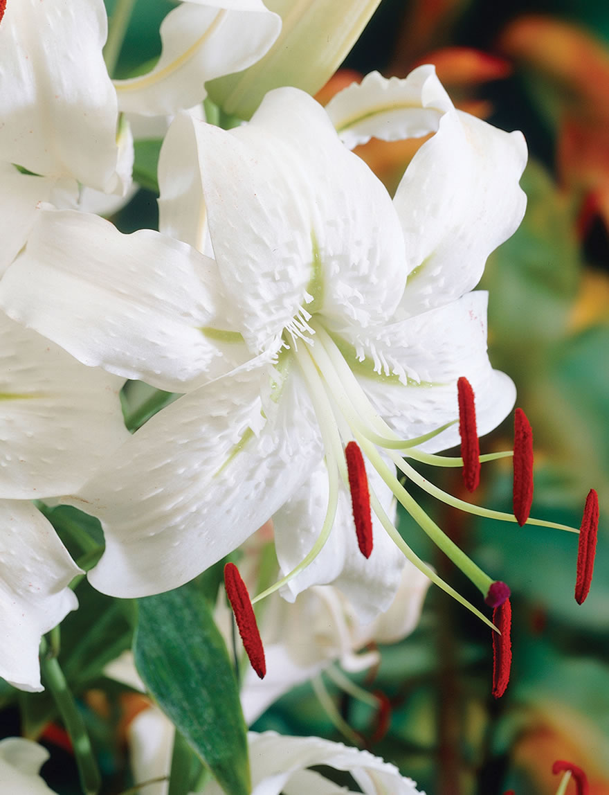Japanese Lily Album
