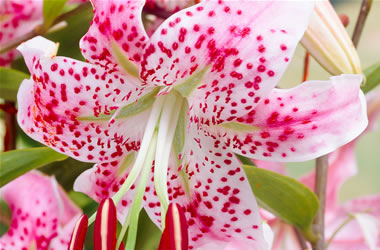Japanese Lily Fairy Princess