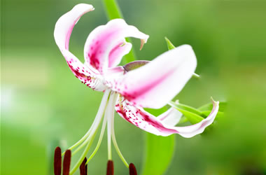Japanese Lily Melissa Lee