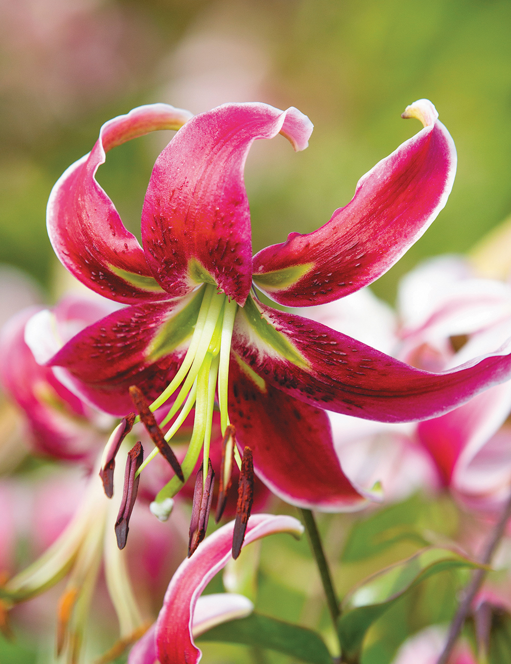 Japanese Lily 'Scarlet Delight'