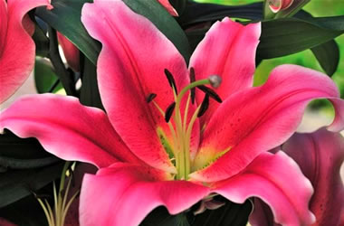 Oriental Lily Amarossi