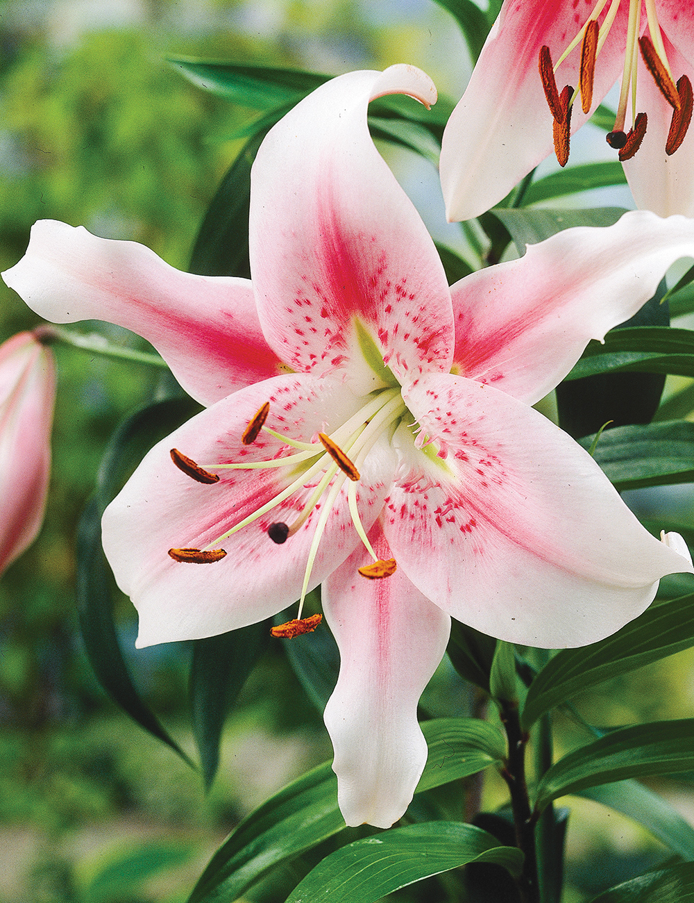 Matisse Oriental Lilium 'Anastasia'