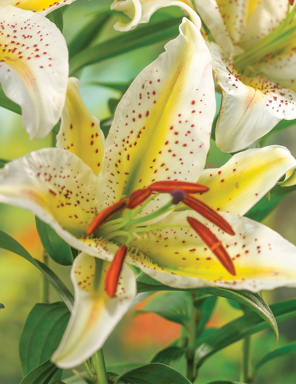 Gold Band Lily