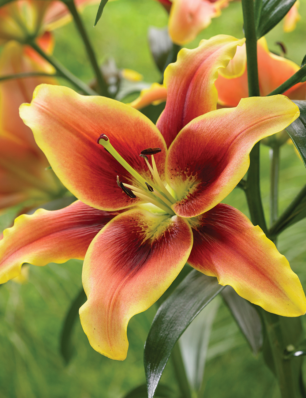 Lilium 'Avalon Sunset'