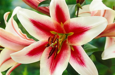 Oriental Matisse Lily Altari