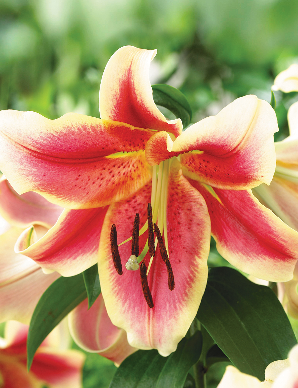 Matisse Oriental Lilium 'African Lady'