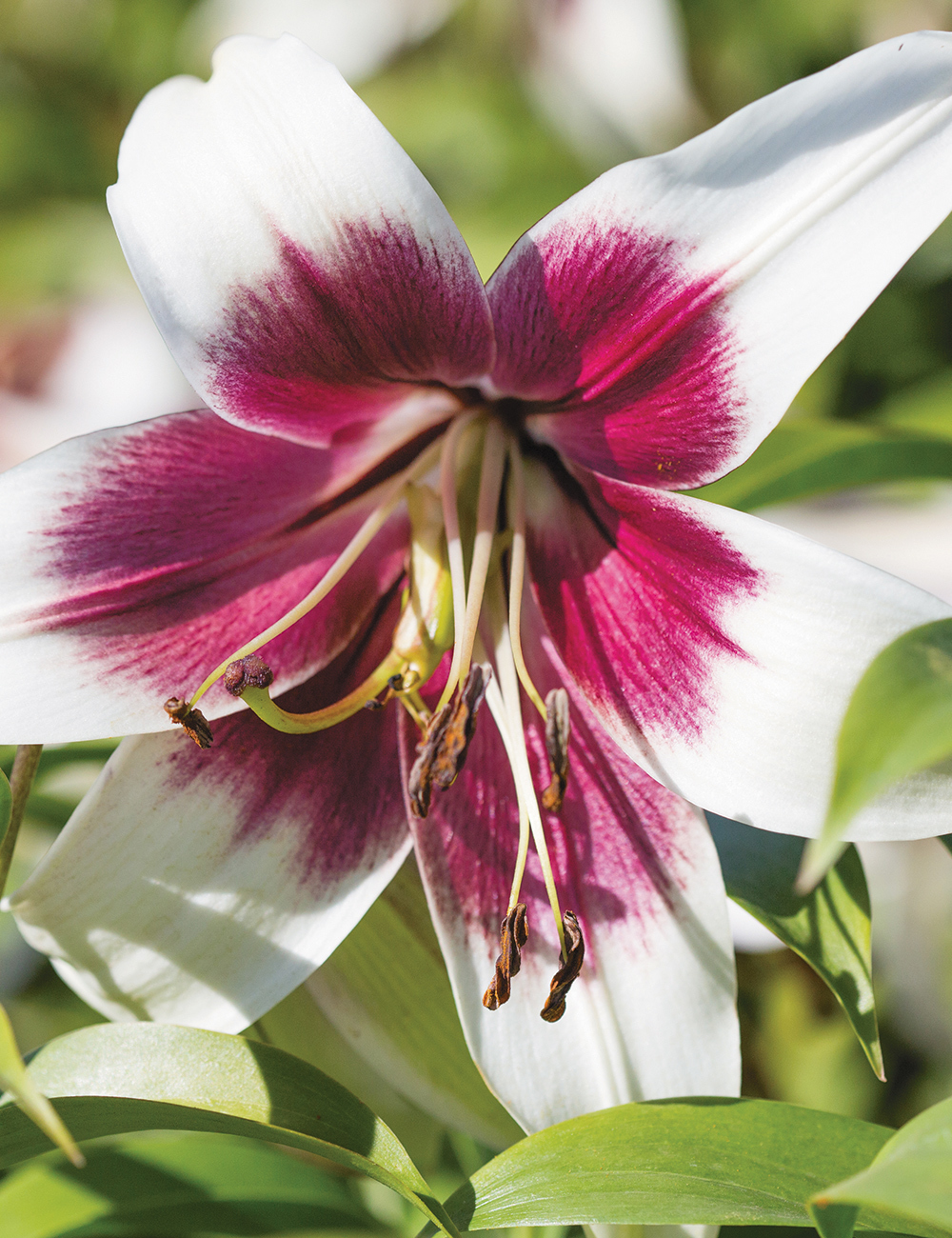 Matisse Oriental Lilium 'Beverly Dreams'