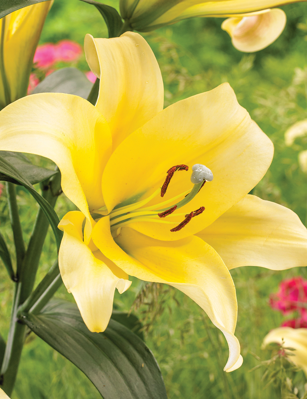 BULK BUY Oriental Lilium 'Belfast'