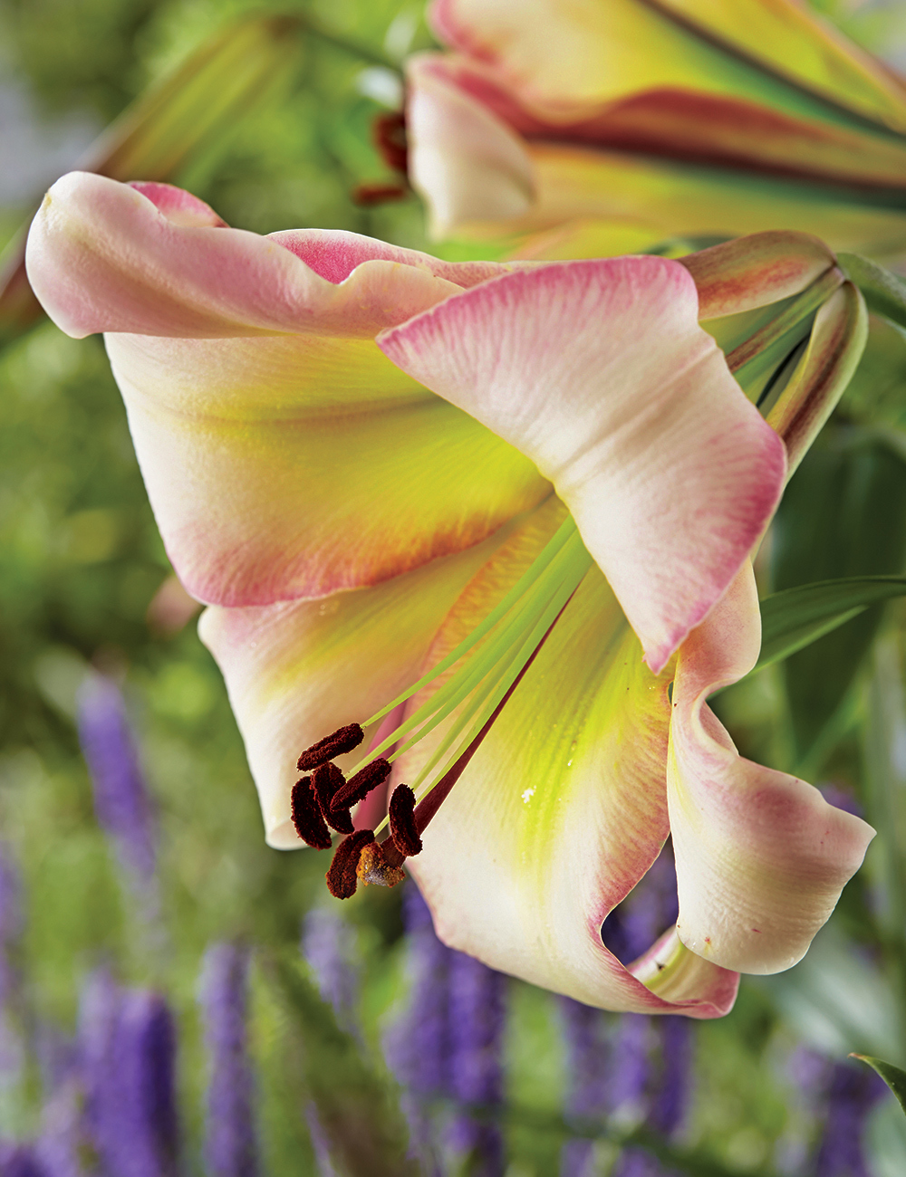 Lilium 'Beijing Moon'