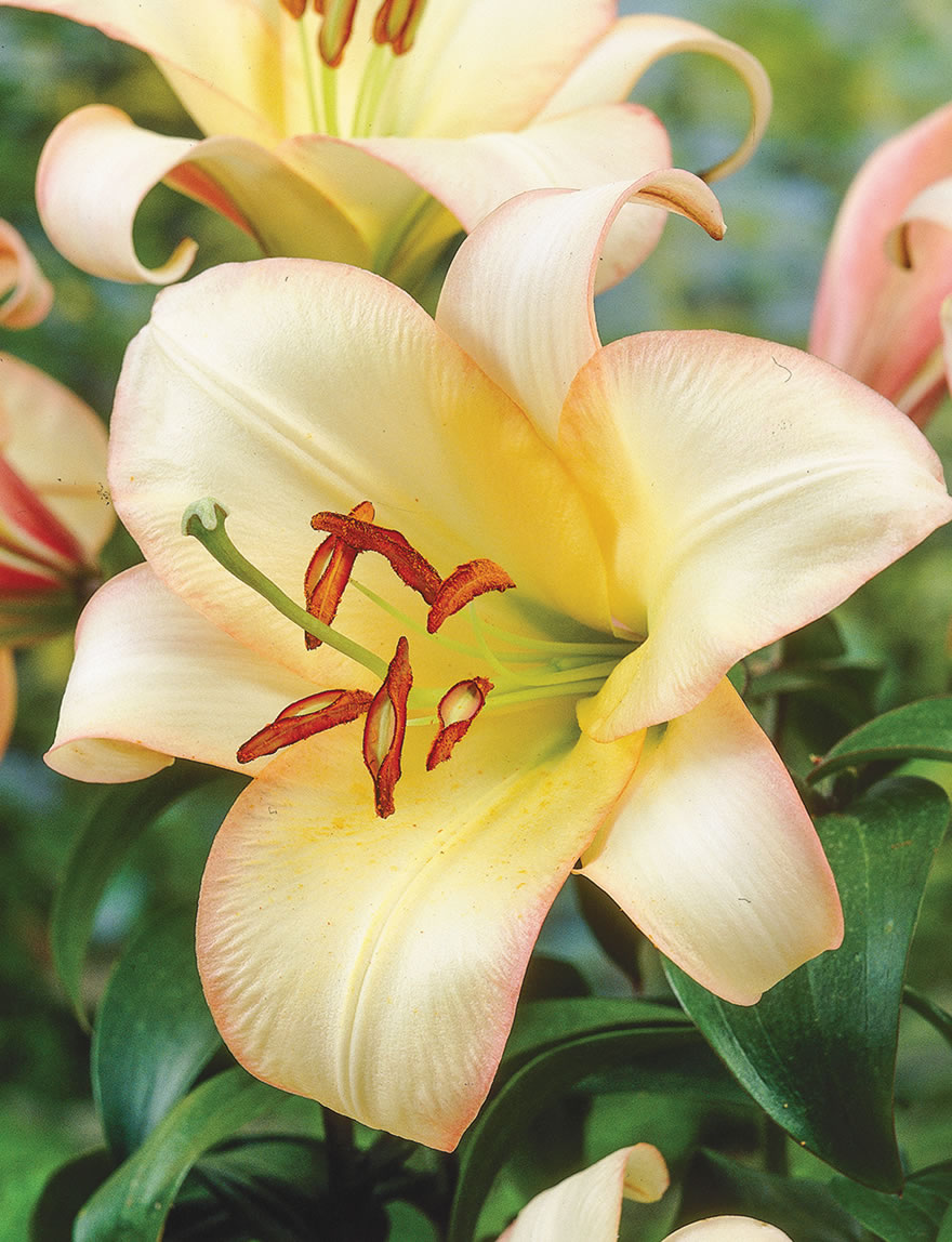 Trumpet Lilies Boogie Woogie